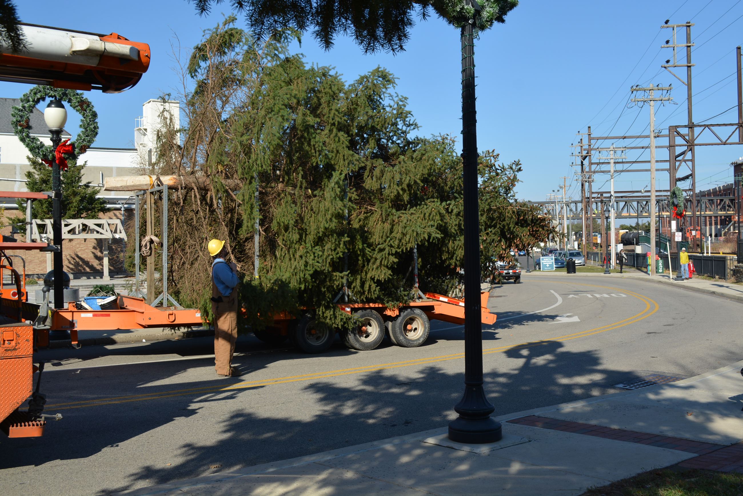 Worker Hauling a Tree
